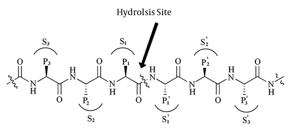 The counter groups on active site cavity are represent as Sn….S3S2S1↓S1'S2'S3'….Sn'.