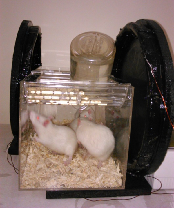 Animals placed in the Plexiglas exposure Cage within the Helmholtz coils