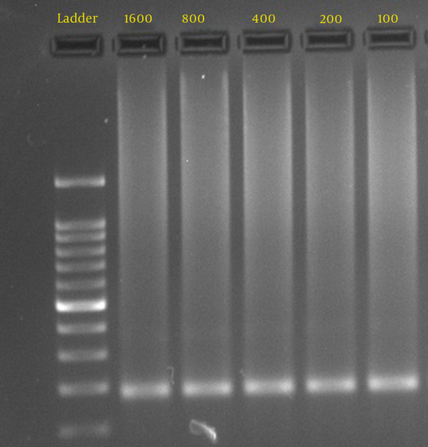 The Limitation of Detected DNA Concentration by Nested Polymerase Chain Reaction