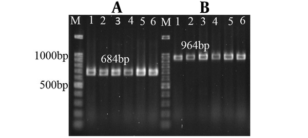 Lane M, 100bp DNA marker; lanes 1 to 6, PCR products of gyrA and parC genes.
