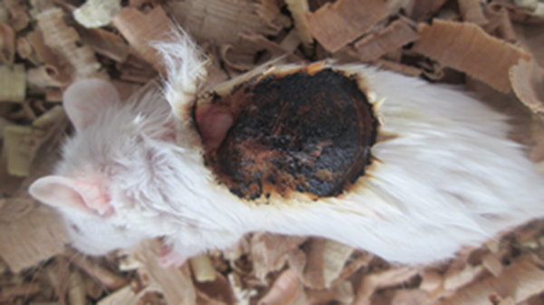 Third-Degree Burns in Male Mice