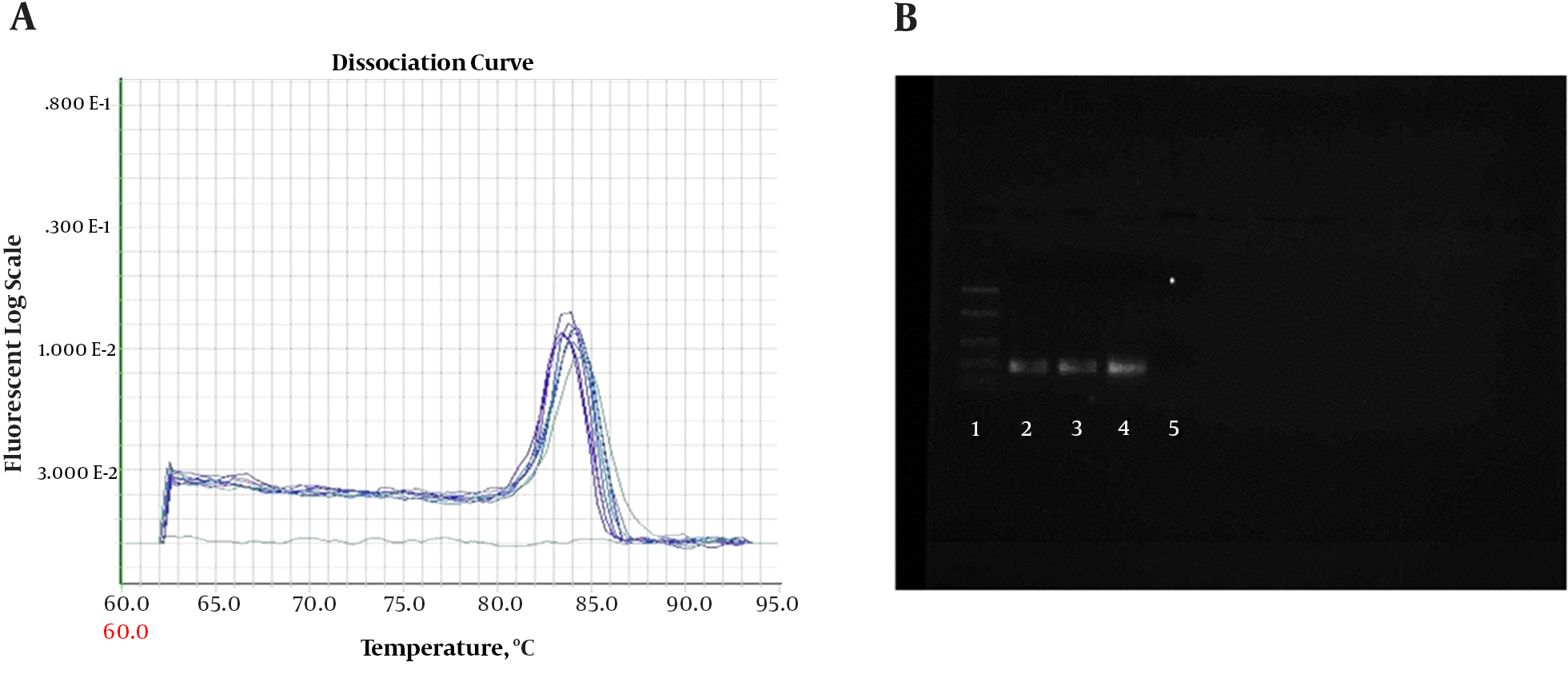 A, Melting curve for β-actin PCR products. Curves showing positive real-time PCR amplification of the β-actin gene; B, Gel electrophoresis for PCR products. Amplification was detectable in the samples run in lanes 2 to 4, with product corresponding to a 161-bp band, Lane 1 was the 100-bp ladder, and lane 5 contained the non-template control with DNase/RNase-free water.