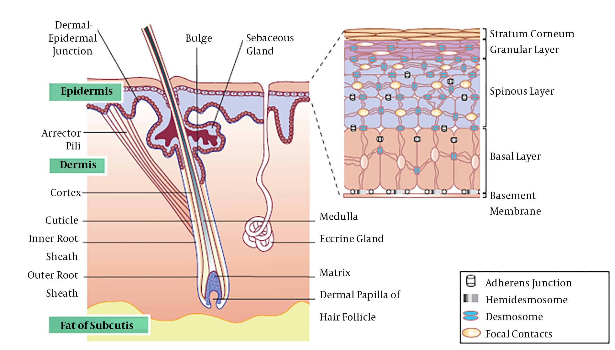 dermal-fibroblast-cells-biology-and-function-in-skin-regeneration