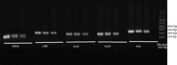 Findings of PCR Related to Strains with nuc, icaD, icaA, clfB and fnbA Genes