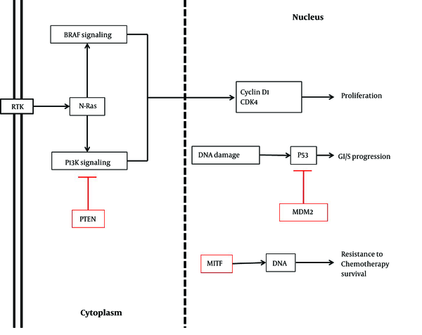 The Molecular Pathway of Melanoma