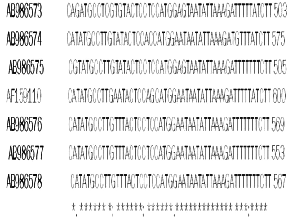 Multiple alignments of nucleotide sequences of SSU 18s rRNA gene from 5 isolates and Cryptosporidium parvum (Genbank AF159110) and positive control (AB986578). Asterisks indicate identical nucleotides.