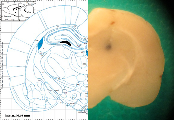 Unilateral ink injection site of CA3 region of hippocampus that represented the injection site of spexin in comparison to atlas of Paxinos and Watson.