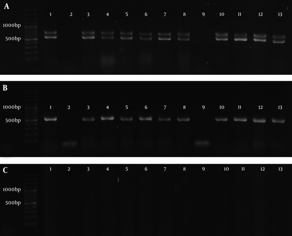 A, 100 base pair (bp) DNA Ladder, 1 - 13 Products of PCR, Lower bonds show the amplification of adeB gene (541 bp) and upper bonds show the amplification of abeM gene (703bp). B, 100 bp DNA Ladder, 1 - 13 Products of PCR of adeI gene (541 bp). C, 100 bp DNA Ladder, amplification of adeE gene did not happen (expected size: 504 bp).
