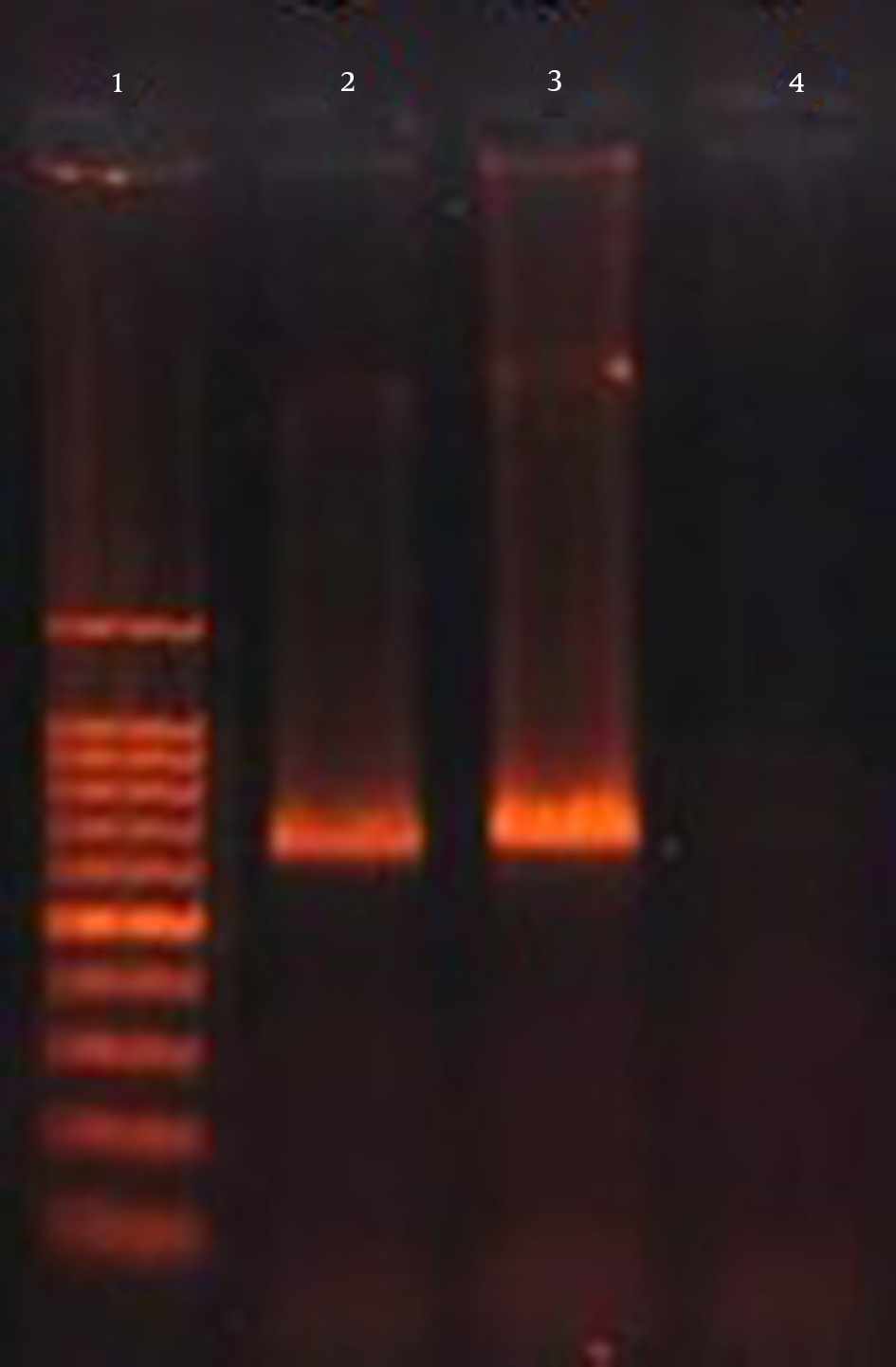 Lane 1, 100 bp DNA Marker; Lane 2, 3, an Amplification of wabG Gene (683 bp); Lane 4, Negative Control