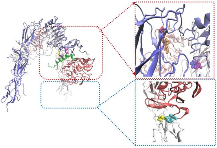 The importance of α CT and Salt bridges in the Formation of Insulin and