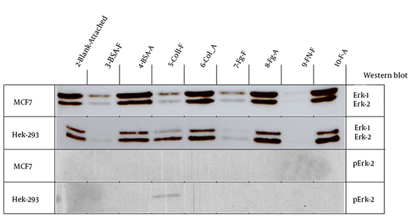 Western Blot Results for the Expression of ERK and Phospho-ERK in MCF7 and Hek-293 Cells