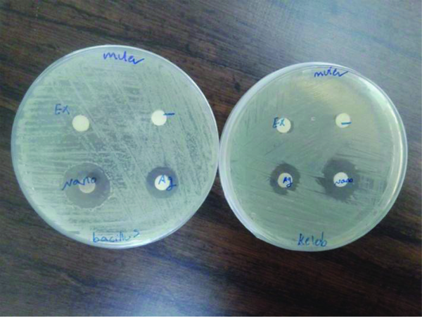 Showing Zone of Inhibition Around the Discs: Right (K. pneumonia), Left (B. subtilis)