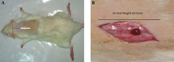 Pattern of making incision in the back region of the rats