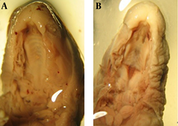 A, B: Razor blade sections of rat fetuses of GD 20. A: Control skeleton. Note the cleft palate due to palatal shelf hypoplasia (B) in the treated case (25 mg/kg of atRA, treated on GD 8-10)