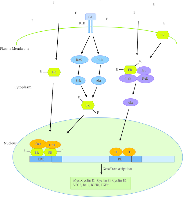 Pathways of estrogen regulation of gene expression have been shown. In the classical estrogen signaling, estrogen (E) binds estrogen receptors (ERs), induces dimerization of the protein, and activates gene expression through binding to estrogen response elements (EREs) in the promoter of target genes, in complex with co-activators (CoAs) and histone acetyl transferases (HATs). Activation of signaling events downstream of receptor tyrosine kinases (RTKs) can also lead to ER phosphorylation (P) through Erk or Akt serine/threonine kinases and subsequent ligand-independent activation of ER. Estrogen signaling can also be mediated through non-genomic mechanisms by ER in the cytoplasm or membrane. Ligand binding leads to the formation of functional protein complexes that involve other signaling pathways, resulting in transcription factor (TF) activation. For instance, ligand binding leads to methylation (M) of ER, and subsequent formation of the ER-PI3K-Src-focal adhesion kinase (FAK) complex which activates Akt, and ultimately alters gene expression. GF: Growth factor; RE: Response element; VEGF: Vascular endothelial growth factor; IGFR1: Insulin-like growth factor receptor 1; TGFα: Transforming growth factor α.