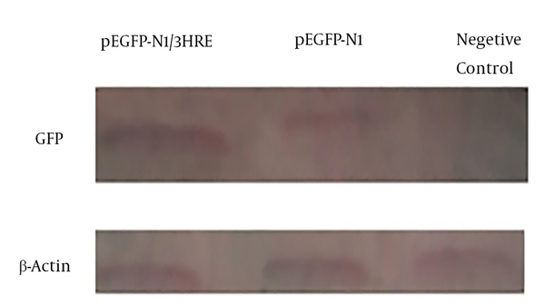 Over expression of BAX was detected in MCF7 cells, when 36 hours after transfection with PEGFP-N1/3HRE, comparing with MCF7 cells that transfection with pEGFP-N1. Negative control was lysate from MCF7 cells.