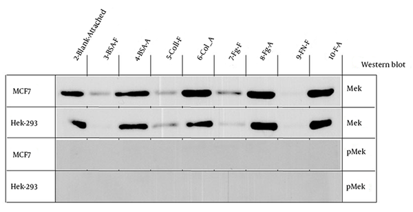 Western Blot Results for the MEK and Phospho-MEK Expression in MCF7 and Hek-293 Cells