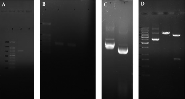 A, 1% agarose gel electrophoresis of TgSUB1 gene. Lane 1, 100 bp molecular weight marker; lane 2, 744 bp PCR product; B, colony PCR analysis of white and blue colonies by TgSUB1 Forward and Reverse primers. Lane 1, 100bp molecular weight marker; lane 2, 744 bp PCR product of recombinant pCR2.1/SUB1 plasmid; lane 3, PCR product of non-recombinant pCR2.1/SUB1 plasmid (no band); C, extracted plasmids from white and blue colonies. Lane 1, recombinant plasmid (pCR2.1/SUB); lane 2, non-recombinant plasmid (pCR2.1); D, restriction analysis of pCR2.1/TgSUB1 plasmid. Lane 1, 1kb molecular weight marker; lane 2, undigested recombinant plasmid; lane 3, recombinant plasmid digested by BamHI; lane 3, recombinant plasmid digested by BamHI and NotI (shows released 818 bp fragment).