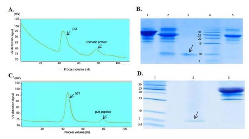 Chromatogram of the chimeric protein and the p28 purification using gel filtration and SDS-PAGE analysis after purification