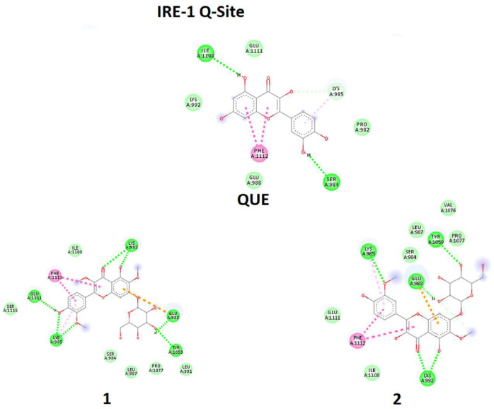 Molecular docking simulation of ligands 1-2, and Quercetin (QUE) with Q-site of the IRE1 target enzyme with Protein Data Bank ID of 3LJ0. Ligand structures were optimized to the minimum energy by the Gaussian 09 program under the B3LYP/3-21G* standard theoretical level of density functional theory. The grid box has been set to 40 × 40 × 40 once for docking of A-Site with assigned 100 numbers of genetic algorithm conformational search for each docking process