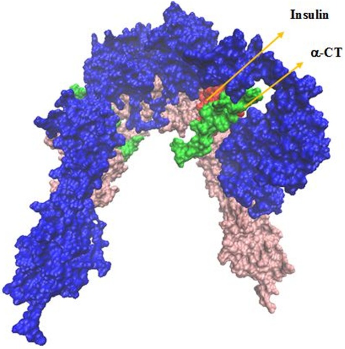 The IR ectodomain homodimer, showing the attached of insulin sequential docking approach. Red arrows in the right part of figure indicate viewing directions for insulin and CT peptide
