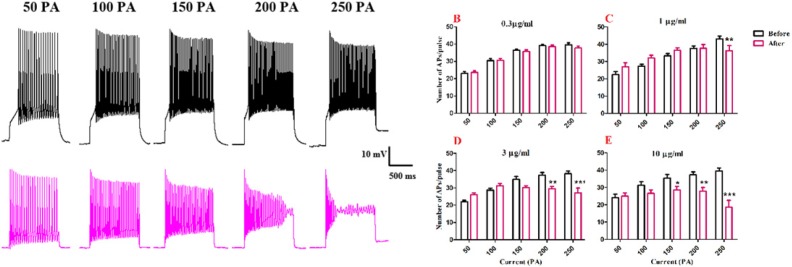 Effect of bath application of BS venom on evoked action potentials by depolarizing currents. (A) Sample traces representing changes in the number of evoked action potentials per pulse before and after bath application of BS venom. Changes in the number of evoked action potentials per pulses were assessed before and after bath application of venom at 0.3 (B), 1 (C), 3 (D), and 10 µg/mL (E). Data were shown as mean ± SEM (N = 6-8 cells). *p <0.05, **p <0.01, ***p <0.001 and ****p <0.0001 compared with the values before bath application of BS venom