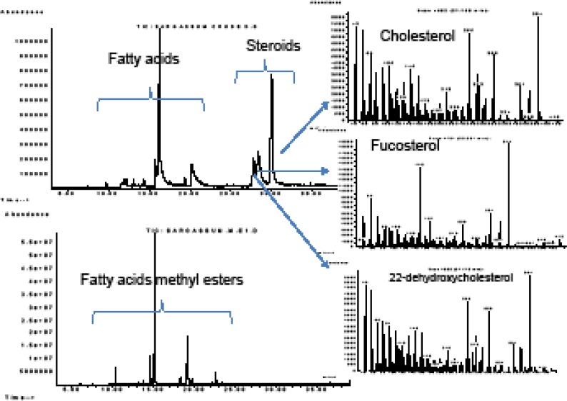 The GC-MS chromatograms of crude DCM extract of Sargassum boveanum before (upper) and after derivatization to methyl esters (lower chromatogram) and the mass spectra recorded for the free sterols
