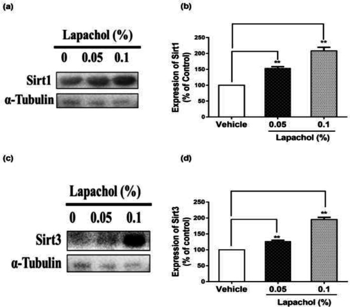 Lapachol enhances sirt1/sirt3 expression in mice skin sample. Skin samples from five mice per group were collected. Western blot was performed on the very next day of skin collection. (a) Western blot image showing expression of sirt1 in the skin of mice from lapachol and vehicle-treated groups. (b) Graphical representation of the expression pattern of sirt3. (c) Western blot image showing expression of sirt3 in the skin of mice from lapachol and vehicle-treated groups. (d) Graphical representation of the expression pattern of sirt3.Values are means ± SD.∗∗p < 0.01 and ∗∗∗p < 0.001 vs. vehicle/control group