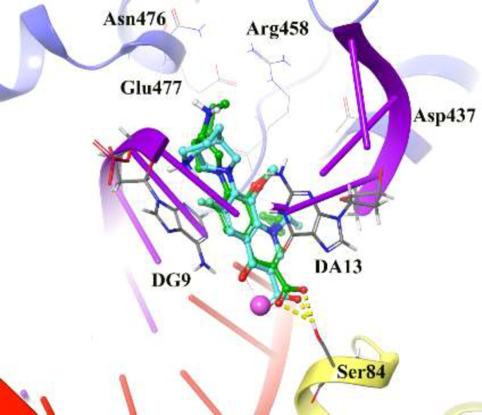 3D representation of moxifloxacin over DNA gyrase active site. Co-crystallized moxifloxacin and the corresponding re-docked form represented in green and cyan color, respectively. GyrA and GyrB subunit of DNA gyrase are in yellow and blue, respectively