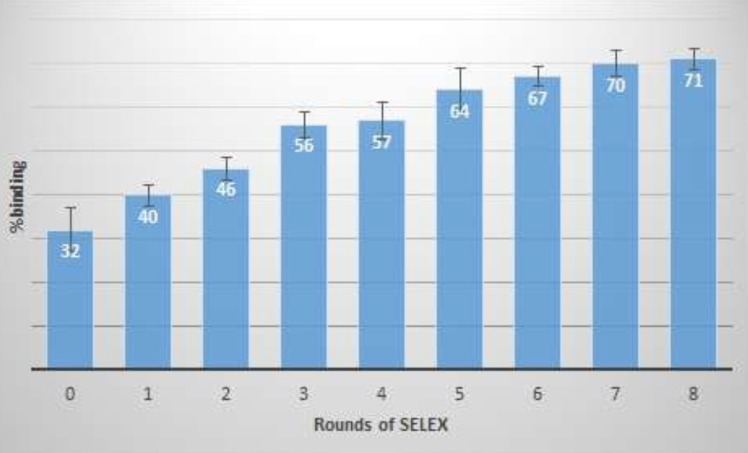binding percentage of enriched ssDNA pool after different rounds of SELEX. The binding percentage was calculated using fluorescence absorbance of free oligonucleotides before and after target incubation