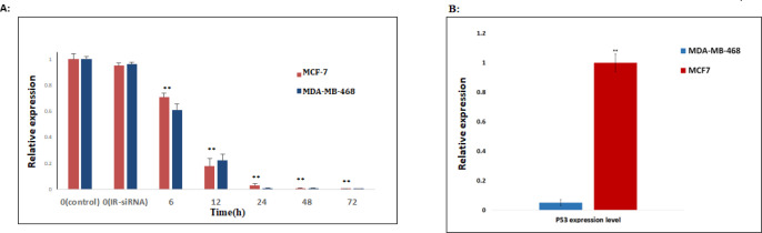 NS-siRNA reduced NS expression in MCF-7 and MDA-MB-468 human breast cancer cells. (A) NS expression levels in MCF-7 and MDA-MB-468 cells transfected by NS-siRNAs were assessed by real-time quantitative PCR at 6, 12, 24, 48, and 72 h after transfection. Also, the expression level of NS was assessed in the cells transfected by irrelevant-siRNA (IR-siRNA) and not transfected (control). The results were normalized to GAPDH and presented as the mean ± SD of three independent experiments. (B): The expression level of TP53 in MDA-MB-468 cells significantly was down-regulated compared to MCF-7 cells. ** p-value < 0.05 compared to the untreated cells and cells treated with irrelevant (IR)-siRNA