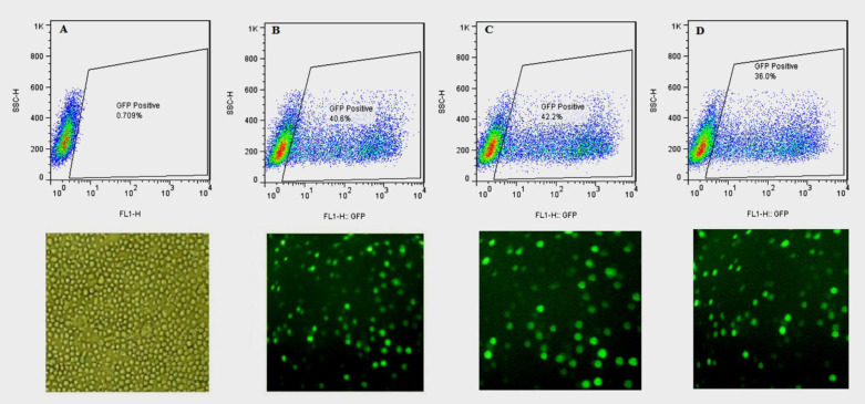 Photograph of the transfected CHO-s cells obtained with a fluorescence microscope,at magnification of 10X, and the rate of transfection obtained with flow cytometry,24 h after transfection. (A) Untransfected CHO-s cells, (B) CHO-s cells transfected with pCEP4-hFIXwt, (C) CHO-s cells transfected with pCEP4-hFIXK22N, (D) CHO-s cells transfected with pCEP4-hFIXR37N plasmids