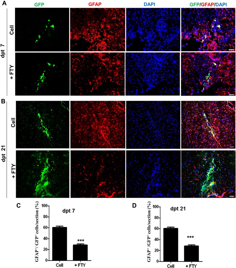 Evaluation of the effect of fingolimod on transplanted neural progenitor (NP) differentiation to astrocytes. (A) Transplanted NPs that expressed GFAP as an astrocyte marker at dpt 7. (B) Transplanted NPs that expressed GFAP at dpt 21. (C) Quantified data for transplanted NPs that expressed GFAP at dpt 7. (D) Quantified data for transplanted NPs that expressed GFAP at dpt 21. Control: Intact animals; CPZ: Animals that received cuprizone for 10 weeks. Cell (as control): animals that received NPs; +FTY: Animals that received fingolimod and NPs. **P < 0.01 and ***P < 0.001. Scale bar: 50 µm. GFP: Green fluorescence protein (reporter gene); DAPI: Nuclei stain; GFAP: Astrocyte marker; dpt: Day post-transplantation. n = 3