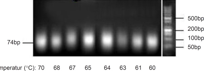 Effect of various annealing temperatures on the PCR products. Results were obtained from 3% agarose gel electrophoresis (position of dsDNA74bp is marked). Annealing temperatures were applied in a gradient manner for ssDNA pool amplification by symmetric PCR.