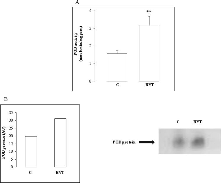 Effect of resveratrol on total POD activity and isoenzyme pattern. POD activity (Figure 5A) and isoform abundance (Figure 5B) are both increased by RVT treatment. Values are mean ± SEM (n=6). **p < 0.01 vs C