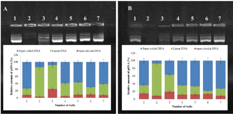 Stability of PLA-PEG-PLA/DNA and PLA-PEG-PLA/PEI/DNA nanoparticles containing different amounts of PEI against ultrasound waves (A) and DNase I (B); Lane 1: Naked plasmid DNA; Lane 2: Naked plasmid DNA after treatment in each lane description; Lane 3: (PLA-PEG-PLA)-DNA nanoparticles after treatment in each lane description; Lane 4-7: PLA-PEG-PLA/PEI/DNA nanoparticles containing different mass ratios of PEI: (PLA-PEG-PLA) (w/w %) (1:300, 5:300, 10:300 and 15:300) after treatment in each lane description. pDNA topology was quantified with ImageJ software )Error bars show ± standard deviation (SD), n = 3)