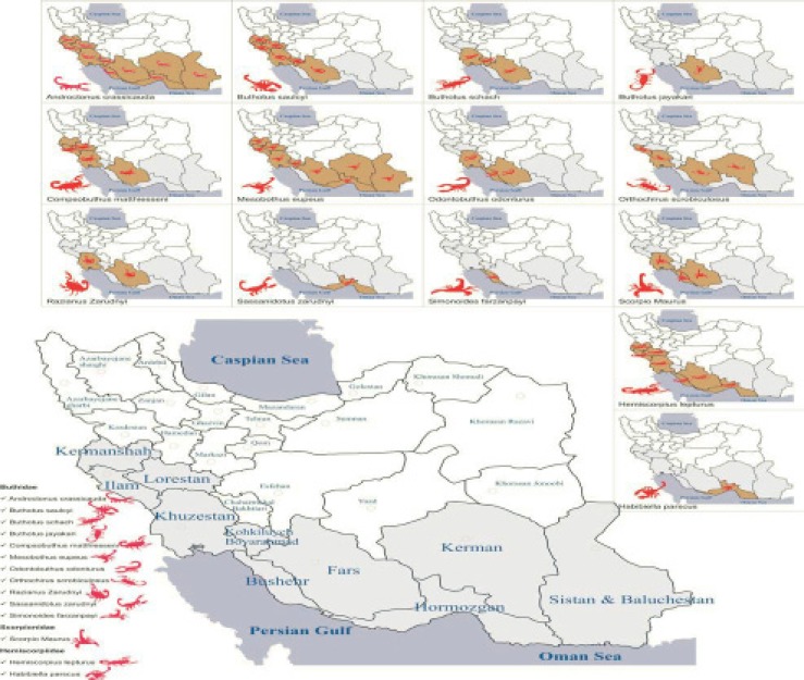 South and Southwest geographical distribution of Iranian scorpions Iranian scorpion envenomation.