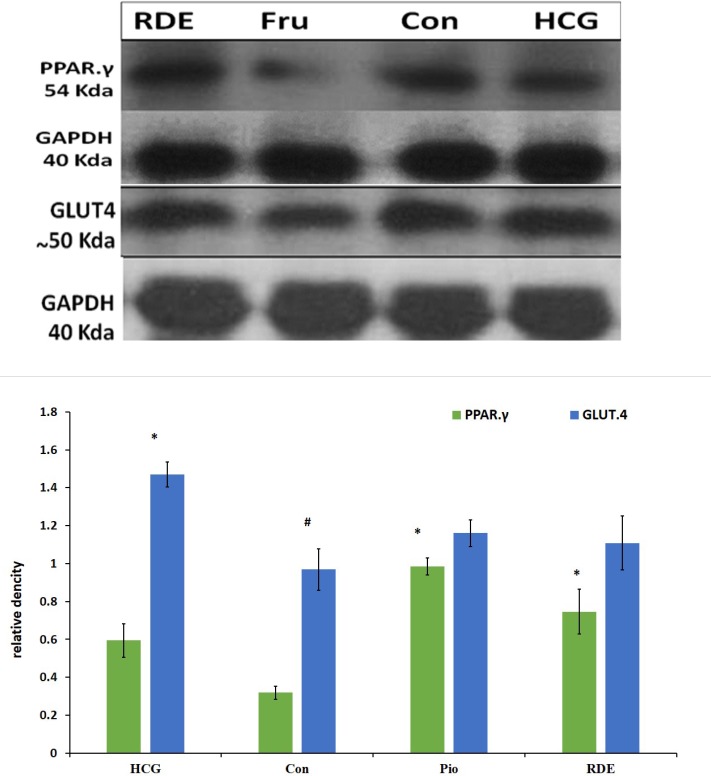 Effect of rosa damascena on protein level on liver PPAR.γ and muscle GLUT.4