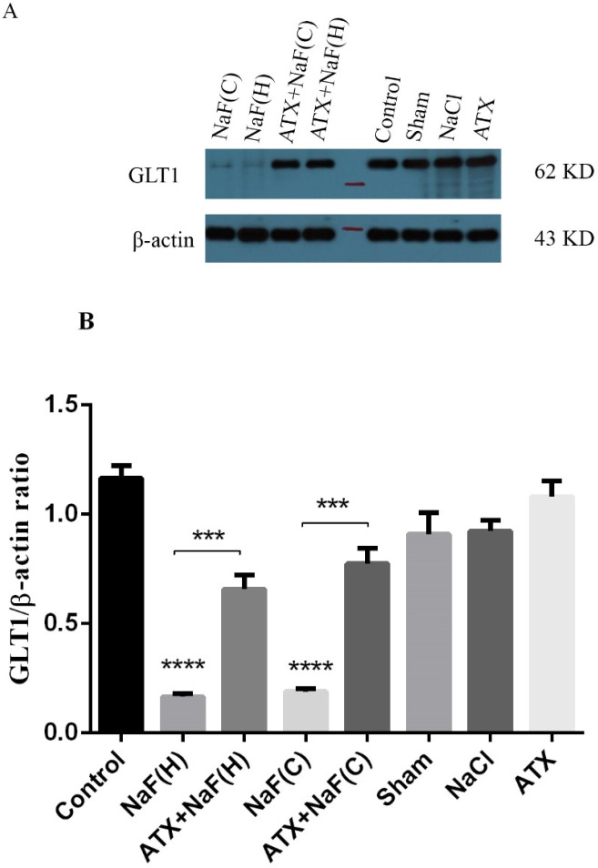 Effect of NaF exposure and ATX pretreatment on GLT1 protein expression in rat brain cortex (C) and hippocampus (H). (A) Western blot analysis of groups with exposure to 270 ppm NaF alone (NaF), 25 mg/kg bw/day ATX alone (ATX), and after pretreatment with 25 mg/kg bw/day ATX (ATX+NaF) was carried out after 24 h. The control group received no treatment, while sham and NaCl groups were treated with olive oil and NaCl solution, respectively. β-actin was used as a cell house-keeping protein. (B) The expression of GLT1 was semi-quantitated as a ratio to β-actin