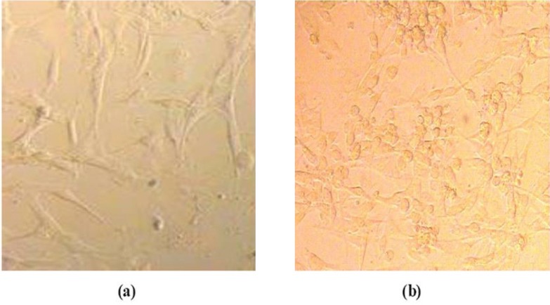 Morphological characterization of the cells. Cells were treated with different concentrations of different nanoparticles in DMEM and incubated for 24 h at 37 °C in a 5% CO2 atmosphere. Hepa 1-6 cell lines after incubation with Gd2O3-DEG for 24 h. (a) Hepa 1-6 cell lines control (b) Hepa 1-6 cell lines after incubation with Gd2O3-DEG for 24 h