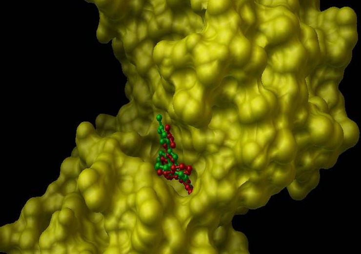 Internal validation phase result. PKC active site structure rendered as solvent-excluded surface (SES) and conformational comparsion of bisindolylmaleimide from crystal structure (green structure) with that from AutoDock model (red structure).