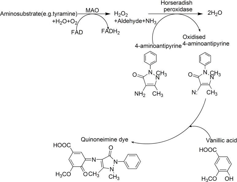 Scheme for peroxidase-linked spectrophotometric monoamine oxidase (MAO) inhibitor assay modified from Holt et al