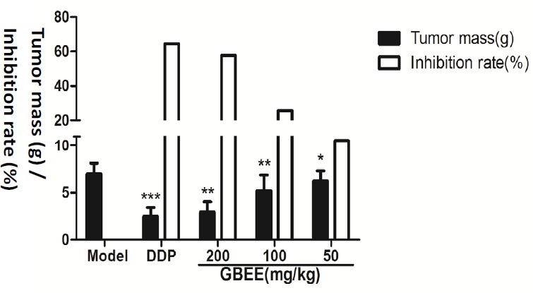 Effects of GBEE on the growth of transplanted tumor. The C57BL/6J mice were injected with B16-F10 cells. Mice with transplantation tumor were treated with normal saline (NS), cis-Dichlorodiamineplatinum (Ⅱ) (DDP, 3 mg/kg), and 50, 100, 200 mg/kg of Ginkgo biloba exocarp extracts (GBEE). On the 18th day, mice were sacrificed and the tumor weight was measured, and the tumor mass (g) and inhibition rate (%) was calculated. The tumor mass (g) = average tumor weight in each group. The inhibition rate (%) = (average tumor weight in Model Control group-average tumor weight in Treatment) /average tumor weight in Model Control group × 100%. Data are shown as mean ± SD (n = 10). *P < 0.05, **P < 0.01, ***P < 0.001, vs. model control
