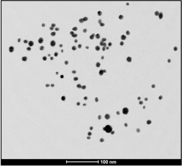 TEM image of the biosynthesized AgNPs using CS from C. phaseospora (Scale bar: 100nm