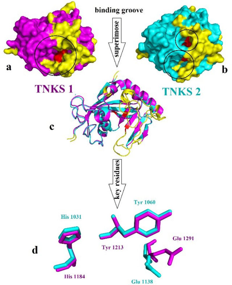 (a) Surface representation of TNKS1 in magenta color, (b) Surface representation of TNKS2 in cyan color the yellow color refers to the differences part of the structure which does not align to each other, red color indicates the place of crucial residues and (c) Alignment of TNKS1 and TNKS2 in cartoon representation (d) Alignment of the crucial residue of the active site of TNKS1 in magenta and TNKS2 in cyan