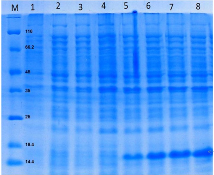 Proteins were separated on a 15% SDS-PAGE gel and visualized by Coomassie brilliant blue R250 staining. Total protein of auto-induction culture in a 2-L bioreactor, after 1, 2, 3, 4, 5, 6, 7 and 8 h (lanes 1-8) at 37 °C. rGM-CSF (16 kDa) is denoted by arrows