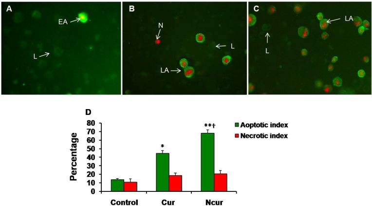 Immunoflorecent microscopy of Annexin/PI staining in control and experimental groups (Magnifications: × 250). (A) Control group; (B) Cur group; (C) NCur group. EA: early apoptosis (Cell membrane is strongly stained with FITC), LA: late apoptosis (Cell membrane is strongly stained with FITC and Nucleus is stained by PI), N: Necrosis (Nucleus have red stain), L: Live (Cells have slightly green stain). (D) Apoptotic and necrotic indexes of control and experimental groups. Values are expressed as mean ± SD. *p < 0.01, **p < 0.001, †p < 0.01; * and † symbols respectively indicate comparison to control and Cur groups