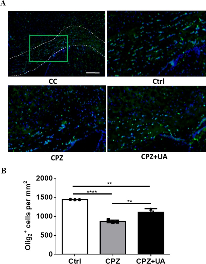Changes in number of Olig2+ cells as a marker protein for oligodendrocyte lineage cells following 6 weeks CPZ feeding