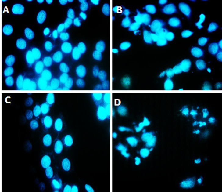 DAPI nuclear staining, (A) Represents control group that did not receive any treatment and cell nuclei are intact, (B) Represents the group that treated with only silver nano particles in this group some nucleus of cells are fracture, (C) Cells treated with cisplatin. The most cell nuclei are intact, (D) Cells treated with cisplatin and silver nanoparticles together. In this group cell nucleus are fractures and showed chromatin condensation (arrow), the apoptotic features in synergistic groups was higher compared to groups that were treated with cisplatin or silver nanoparticles alone were used