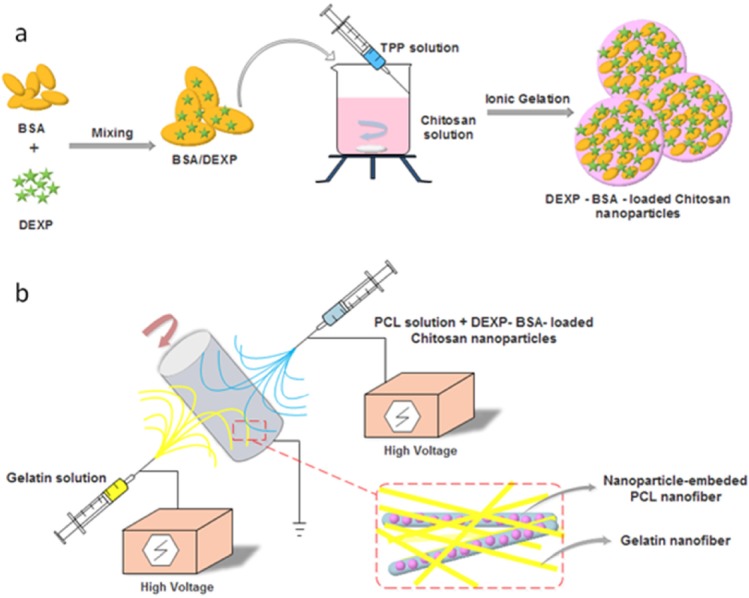 Schematic illustration of DEXP-BSA-loaded chitosan nanoparticles (NPs) (a) and electrospinning procedure for the fabricationof chitosan NPs-embedded PCL and gelatin nanofiber